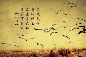 华体会-孤勇者之战，当波兰铁骑遇上潘帕斯雄鹰，德容用战术智慧点亮2026唯一火炬