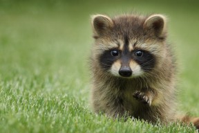 华体会-跨洋镜像，德罗赞撕裂防线之时，凯尔特人战术提前宣告广东队防线悬念终结