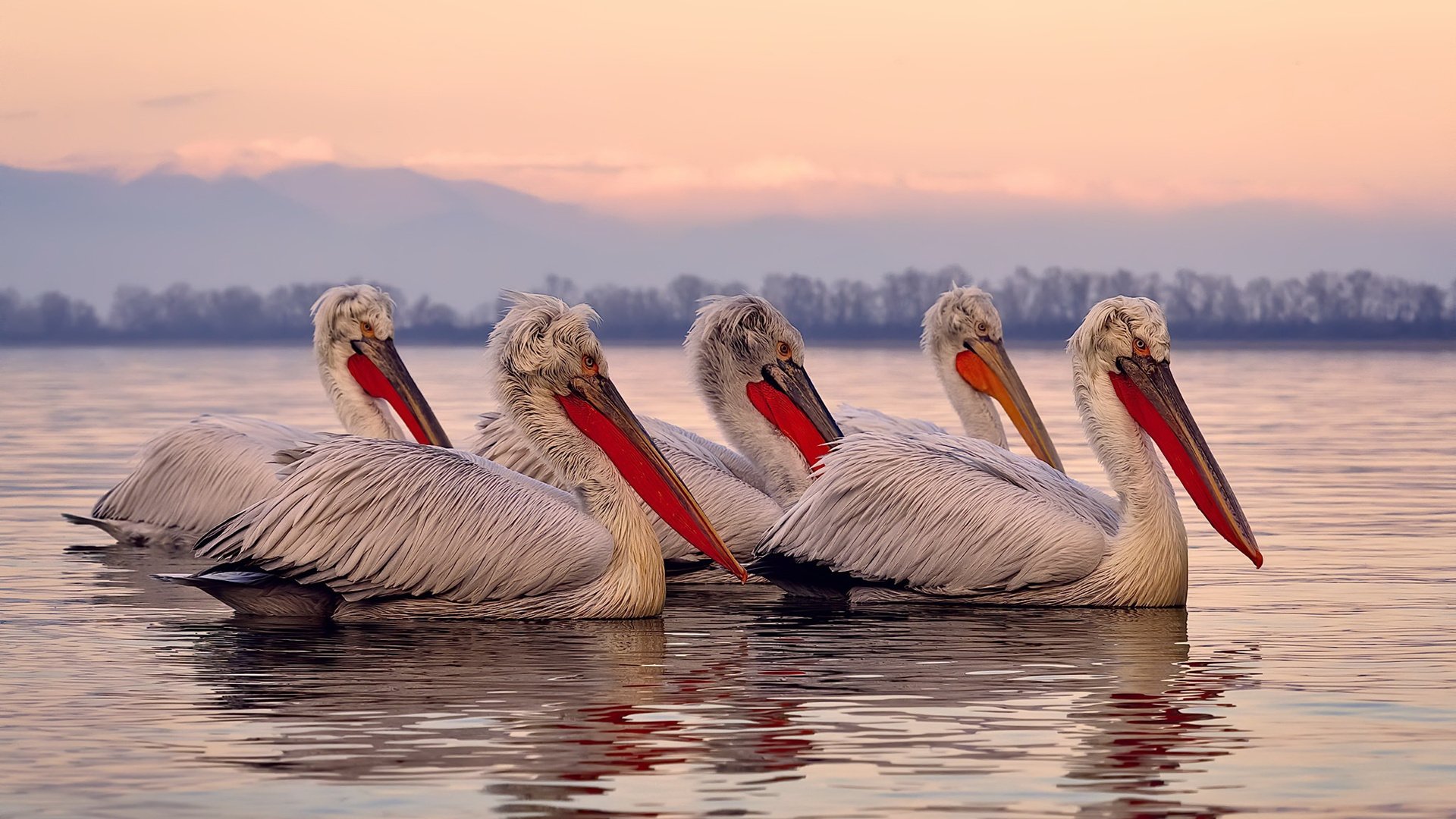 华体会官网-赖斯一锤定音，丹麦的维京铁骑如何撕裂中国防线强势晋级  第2张