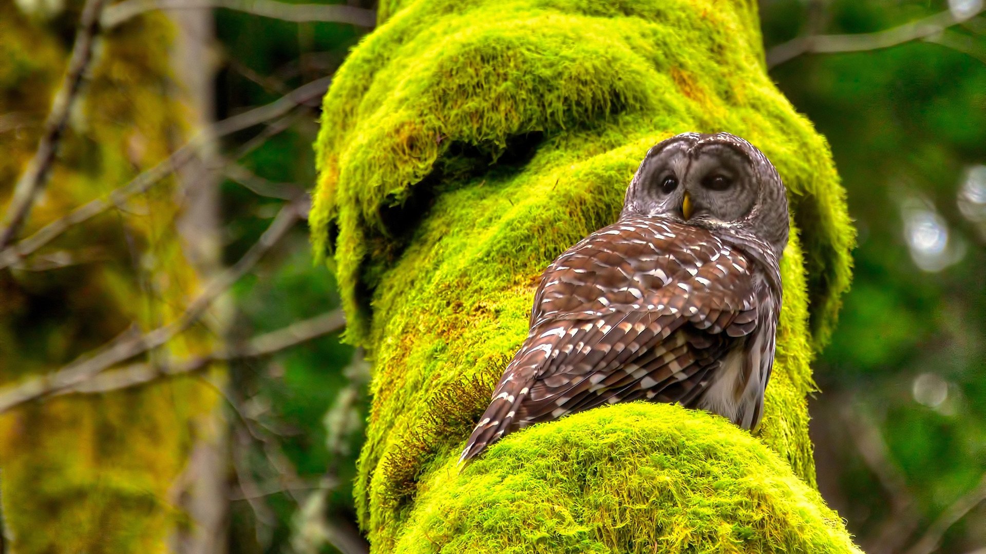 华体会下载-平行宇宙巅峰对决,中国冠军辽宁男篮如何碾压NBA豪强快船? 第2张 华体会下载-平行宇宙巅峰对决,中国冠军辽宁男篮如何碾压NBA豪强快船? 第2张